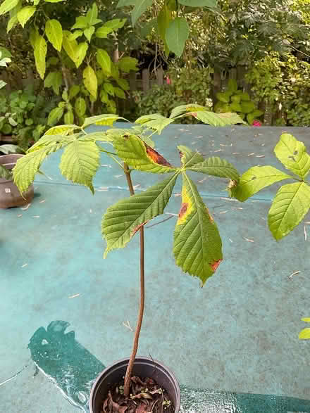 Photo of free trees ash. oak, chestnut, willow (EYE IP23) #1