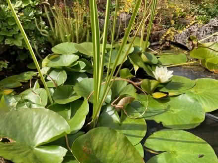 Photo of free White waterlily (Bilton Road CV22) #1