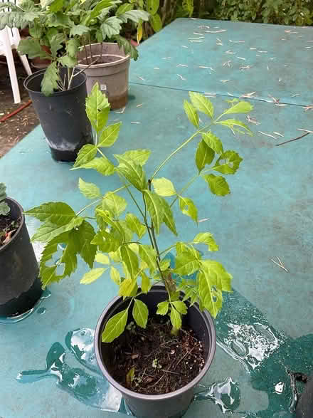 Photo of free trees ash. oak, chestnut, willow (EYE IP23) #2