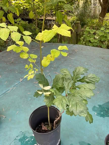 Photo of free trees ash. oak, chestnut, willow (EYE IP23) #3