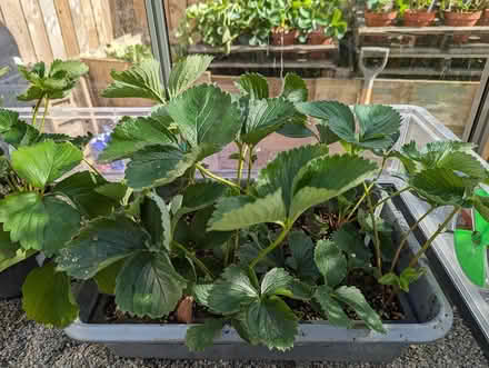 Photo of free Dtrawberry plants ( rooted runners) (YO61, Easingwold) #2
