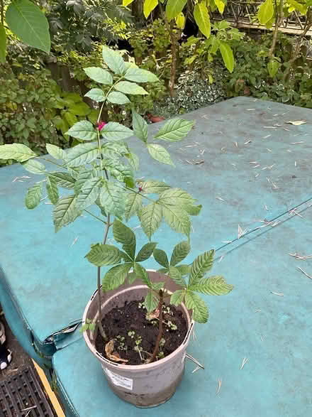 Photo of free trees ash. oak, chestnut, willow (EYE IP23) #4