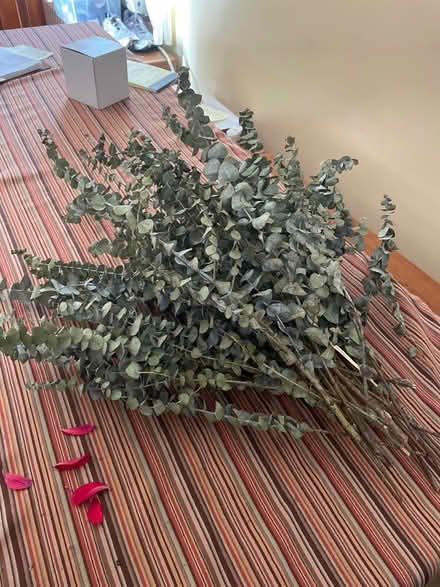 Photo of free Eucalyptus (Mountain View/Wynantskill) #1