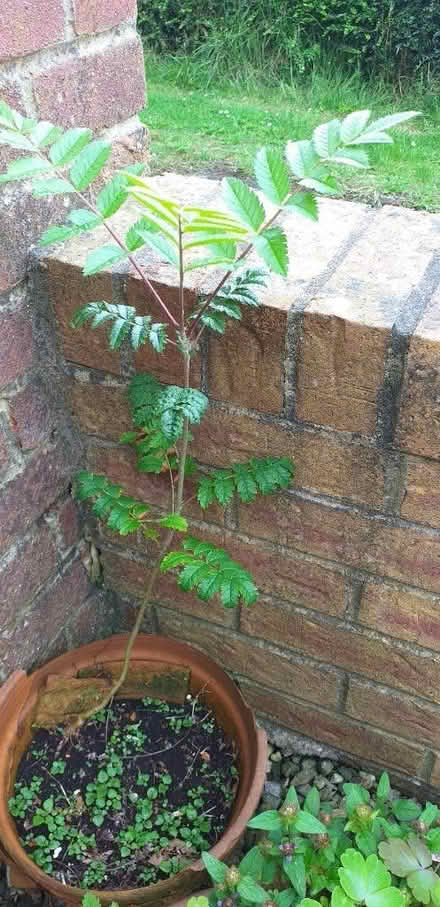 Photo of free Rowan saplings & more (Coundon Bishop Auckland) #1