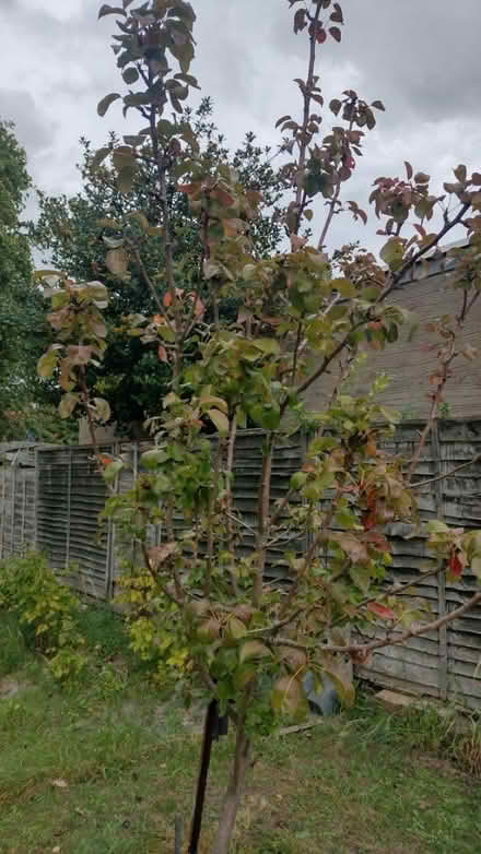 Photo of free Pear tree (Cherry hinton) #2