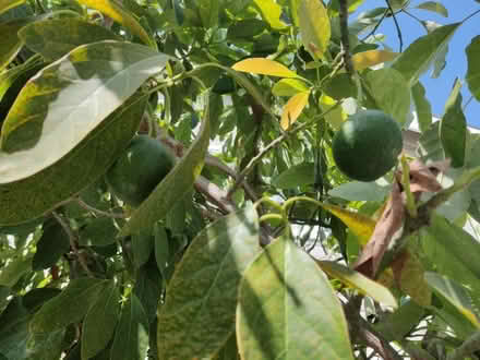 Photo of free Avocado Tree (for transplant) (Gardena & Normandie) #3