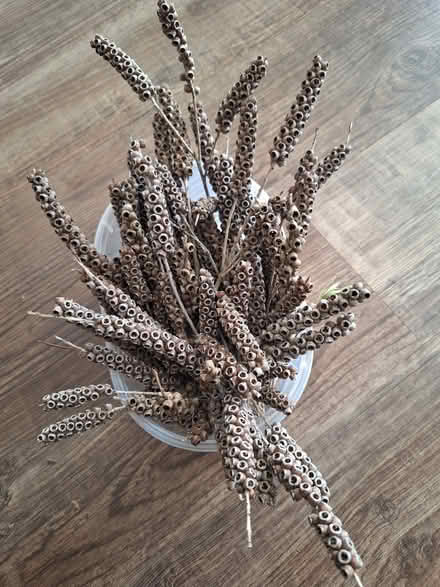Photo of free Dried cylindrical clusters decor (Worcester, WR5) #1