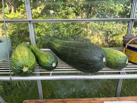 Photo of free Courgettes (Craven arms) #1