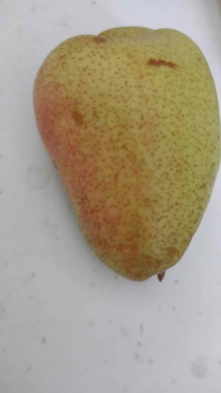 Photo of free Pear tree (Cherry hinton) #1