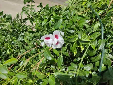 Photo of free Pretty Climbing Vine (Gardena & Normandie) #3