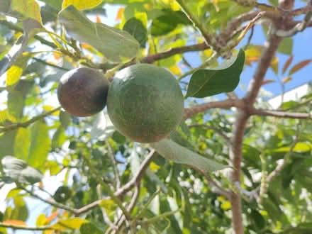 Photo of free Avocado Tree (for transplant) (Gardena & Normandie) #2