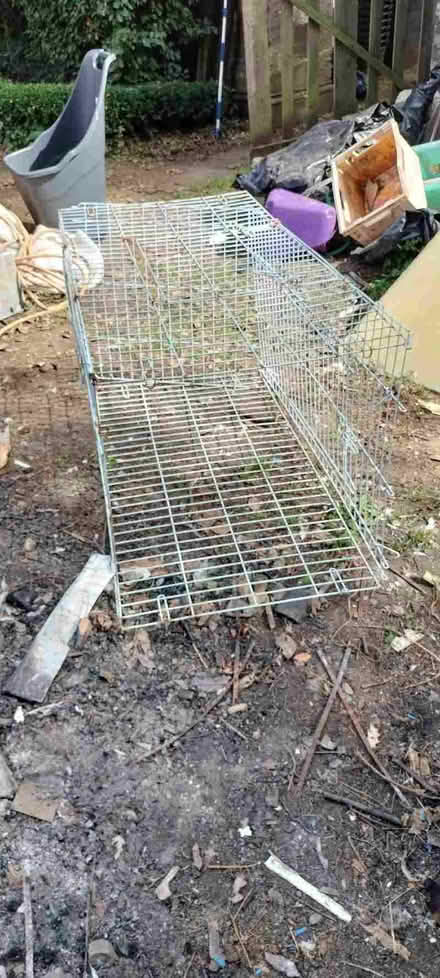 Photo of free Rabbit type run (Avening GL8) #2