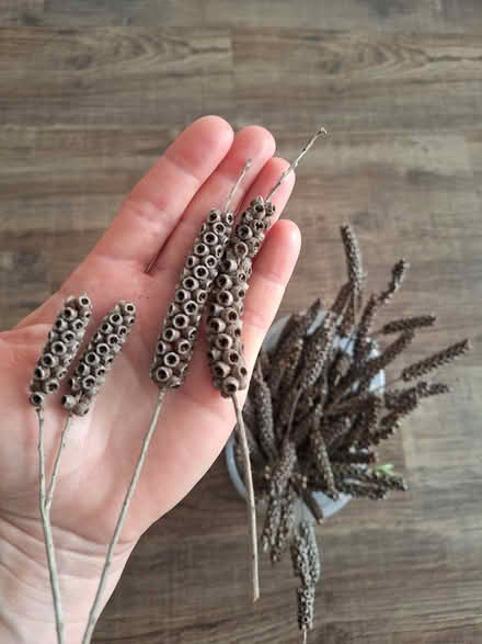 Photo of free Dried cylindrical clusters decor (Worcester, WR5) #2