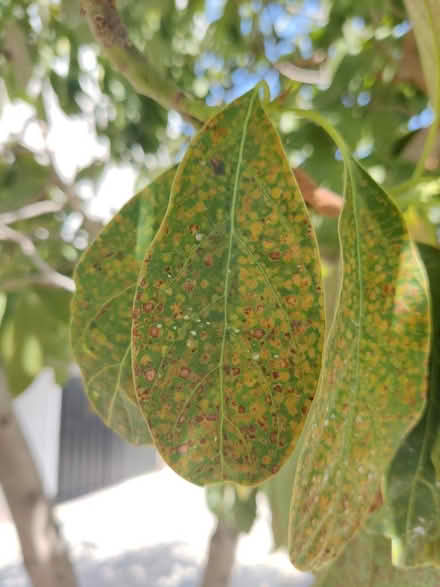 Photo of free Avocado Tree (for transplant) (Gardena & Normandie) #4