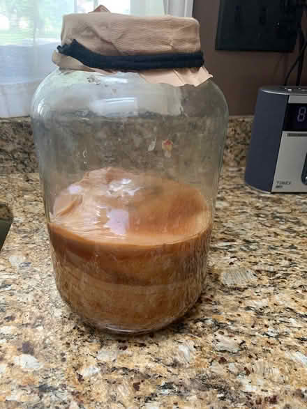 Photo of free Kombucha Starter (SE Downers Grove) #1
