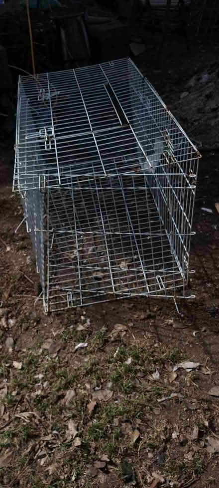 Photo of free Rabbit type run (Avening GL8) #1