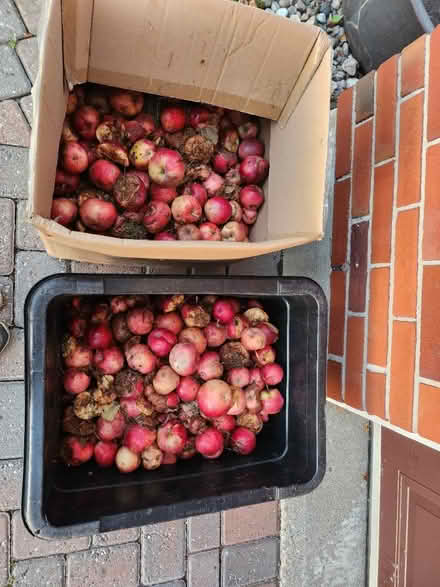 Photo of free Fallen apples for feed/compost (Stittsville) #1