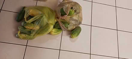 Photo of free Big cucumber (Westmont) #1