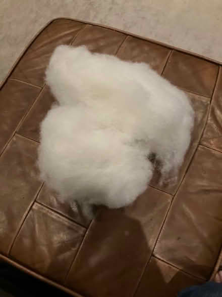 Photo of free Small amount of wadding / stuffing (Wboro station area NN8) #1