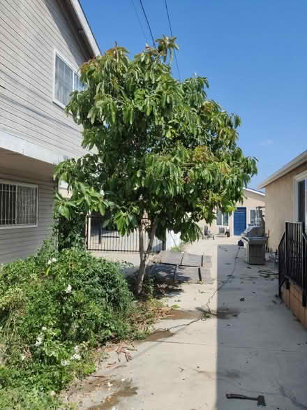 Photo of free Avocado Tree (for transplant) (Gardena & Normandie) #1