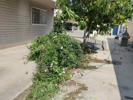 Photo of free Pretty Climbing Vine (Gardena & Normandie) #1
