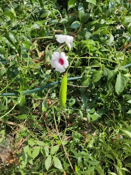 Photo of free Pretty Climbing Vine (Gardena & Normandie) #2
