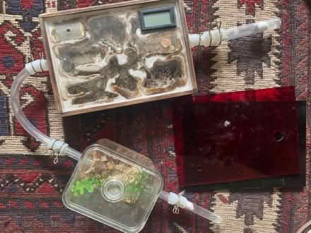 Photo of free Ant farm (E8) #1