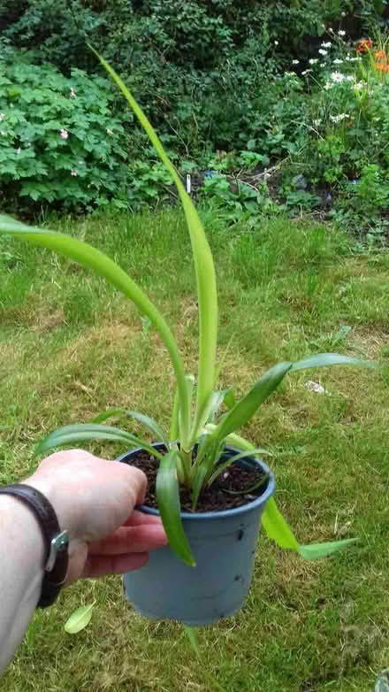 Photo of free Spider plants (Knighton LD7) #2