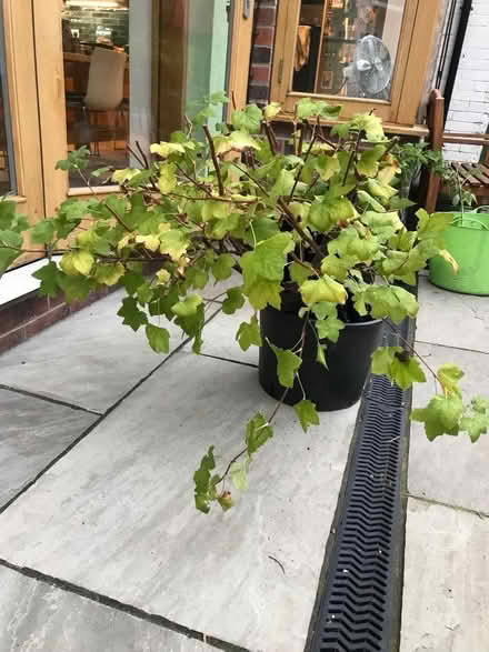 Photo of free Large ornamental currant bush (Nether Edge S7) #1