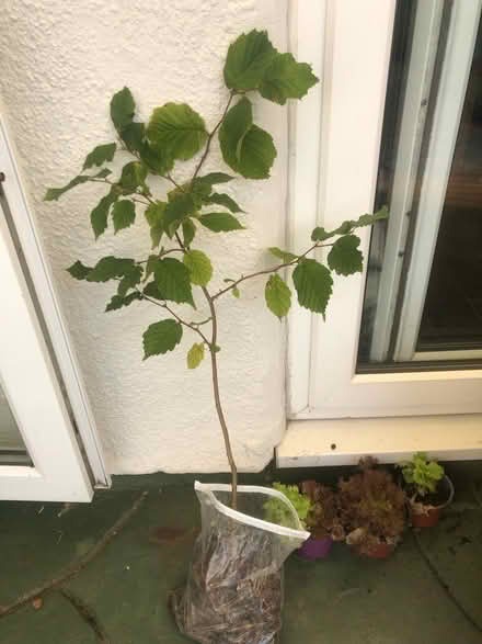 Photo of free Hazel nut tree (Tonbridge) #1