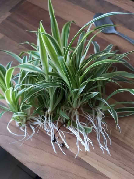Photo of free Money plant and spider babies (Buckstone EH10) #2