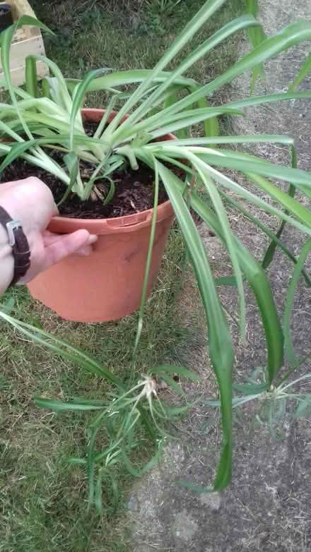Photo of free Spider plants (Knighton LD7) #1