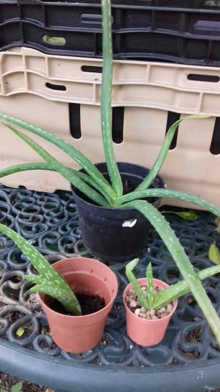Photo of free Houseplants (Knighton LD7) #2