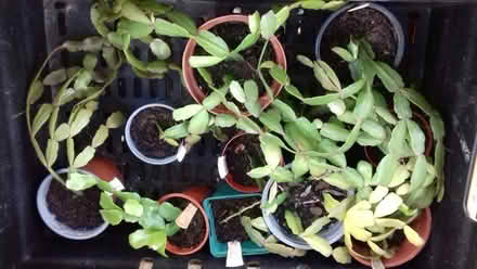 Photo of free Houseplants (Knighton LD7) #3