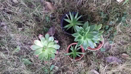 Photo of free Houseplants (Knighton LD7) #1