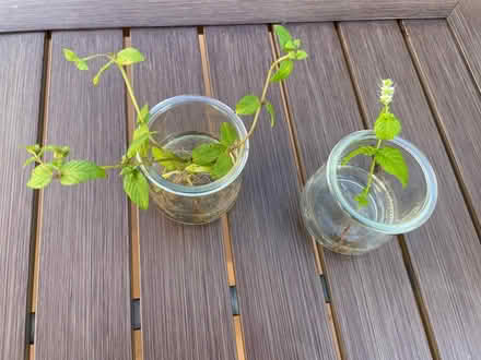 Photo of free Baby mint plants (Belford) #1