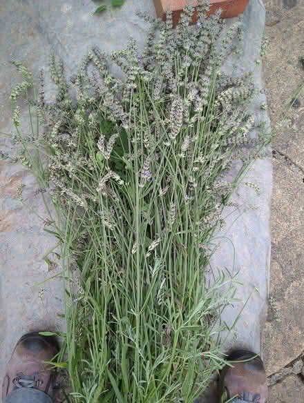 Photo of free Lavender stems just cut (Chesterfield S41) #1