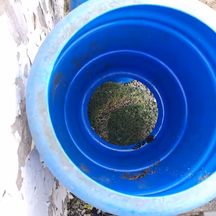 Photo of free 2 x blue plastic barrels (Waunarlwydd SA5) #1