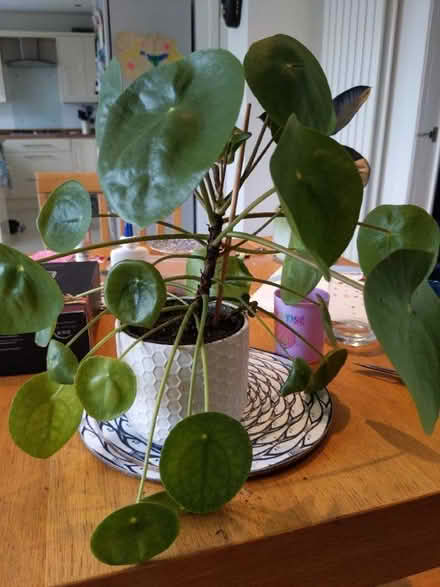 Photo of free Money plant and spider babies (Buckstone EH10) #1
