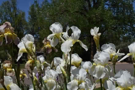Photo of free Irises (SW Longmont) #2