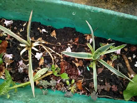 Photo of free Tiny Yucca shoots (Stratford E15 4) #2