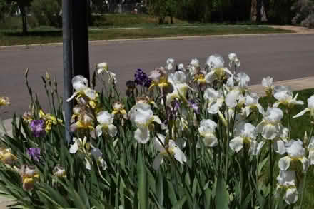 Photo of free Irises (SW Longmont) #1