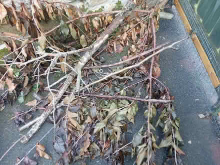 Photo of free Wood offcuts (Longhorsley NE65) #2