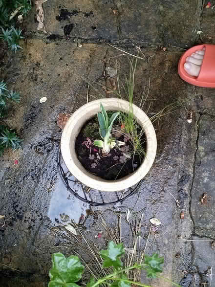 Photo of free Tiny Yucca shoots (Stratford E15 4) #1