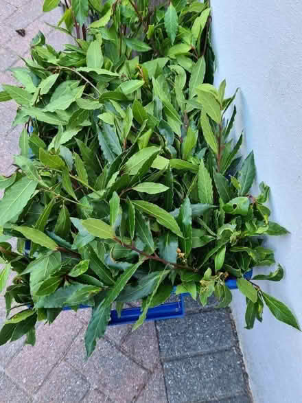 Photo of free Fresh bay leaves (Loughton IG10) #1