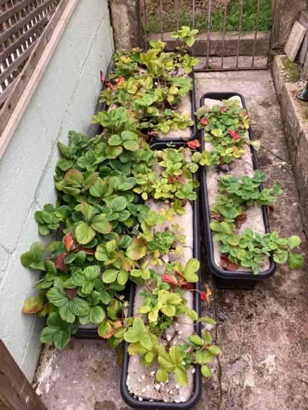 Photo of free Strawberry plants (Bath & North East Somerset) #1