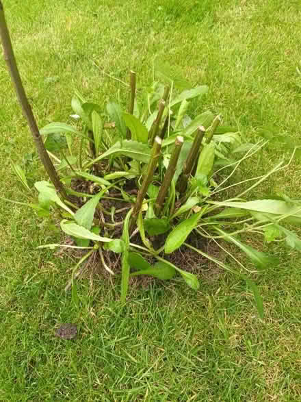 Photo of free Plantroot (Pannal HG3) #1