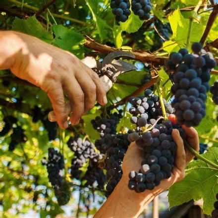 Photo of free Grapes for Juice or Wine making (Montpelier BS6) #1
