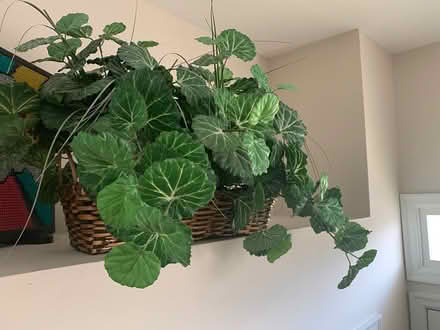 Photo of free Fake Plant (Germantown) #1