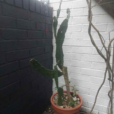 Photo of free 🌵 Cactus (Stirling FK8) #1